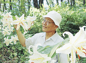 大輪の花を咲かせる「ヤマユリ」と高橋会長（7月16日撮影）