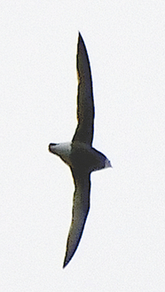 秦野上空を通過するハリオアマツバメ。翼長は約50cm撮影者／八木茂氏