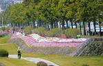 水無川沿いの芝桜（写真は２００９年）