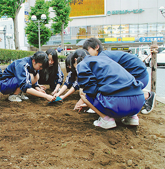 花壇に種を蒔く中学生