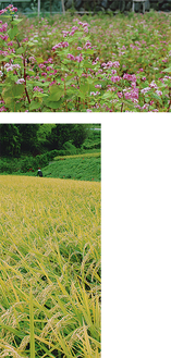 花を咲かせた赤ソバと、稲の収穫（＝市内寺山・９月29日撮影）