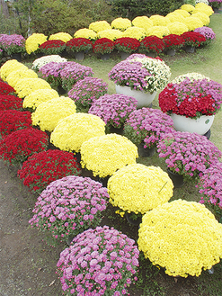 根倉さんが育てた色鮮やかなざる菊が並ぶ