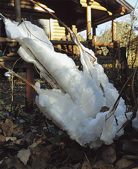 シモバシラの茎にできた巨大な霜柱（12月４日撮影・写真提供くずはの家）