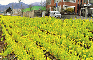河川敷に咲く菜の花（２月４日撮影）
