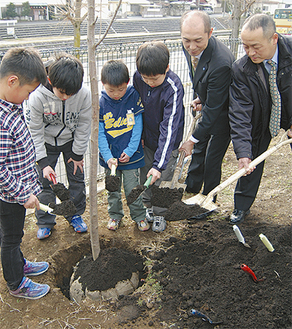 ソメイヨシノの苗木に土を掛ける児童と高橋実行委員長（右端）、奥津ＰＴＡ会長
