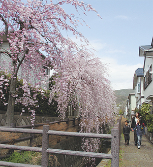 しだれ桜を見ながら散歩する親子　3月26日撮影