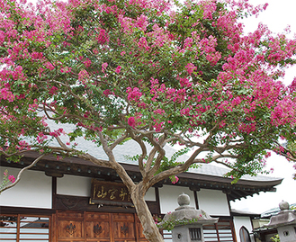 大用寺の境内に咲く百日紅（８月２６日撮影）