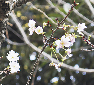 淡いピンク色の花を咲かせる十月桜（10月28日撮影）
