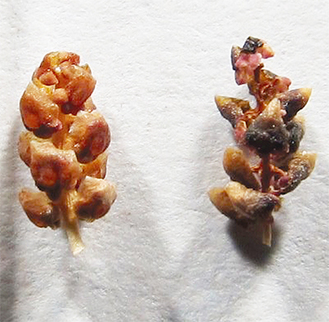 無花粉ヒノキ（左）と正常なヒノキの葯（やく）（＝花粉の袋）無花粉ヒノキは葯が開かず花粉が飛散しない