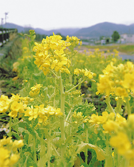 河川敷に咲く菜の花（２月４日撮影）