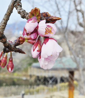 淡いピンク色の寒桜（２月25日撮影）