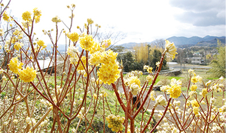 蜂巣状の黄色い花房が咲き誇る（３月15日撮影）