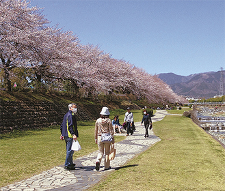水無川沿いの桜並木（３月31日撮影）