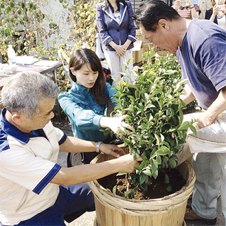 酒樽に苗を植え付けた（左から小田農園長、満木代表、高梨代表）