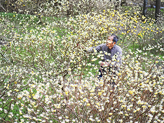 咲き始めたミツマタの手入れをする山口さん（３月９日撮影）