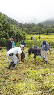 小雨が降る中、協力して稲を刈り取る参加者