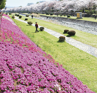 水無川沿いの芝桜