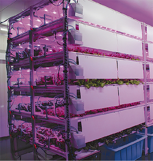密閉空間で農薬を使わずに水耕栽培される野菜