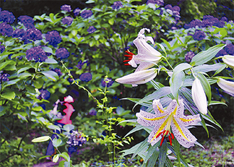 白く大きな花が特徴のユマユリ