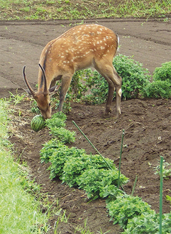 農作物を食べる野生のシカ（撮影：７月２７日、曽屋）