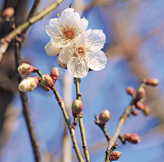 開き始めた桜の花（１月７日撮影）