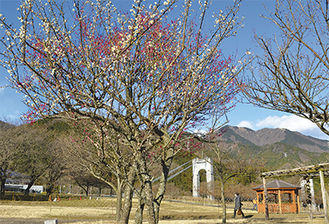青空に映える梅の木（１月24日撮影）