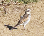 田原の里山で見られる冬鳥