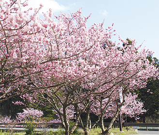 美しく咲きだした春めき桜