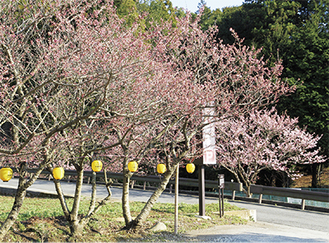 美しく咲きだした春めき桜（３月１２日撮影）