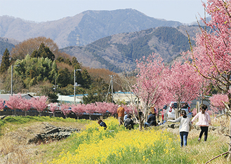 平和橋側から見た水無川沿いのおかめ桜と菜の花（３月17日撮影）