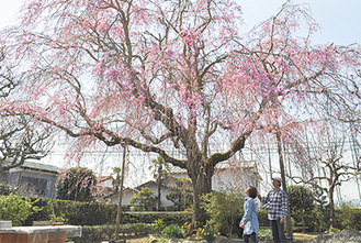 しだれ桜を眺める山口克之さんと妻の博美さん（3月31日撮影）