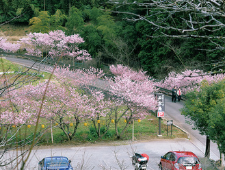 中丸沢の春めき桜（３月12日撮影）