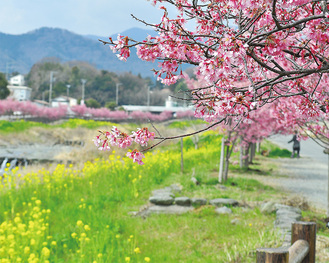 平和橋近くのおかめ桜と菜の花（３月16日撮影）