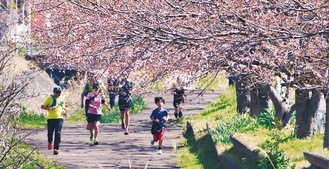咲き始めの桜を見ながら走る参加者