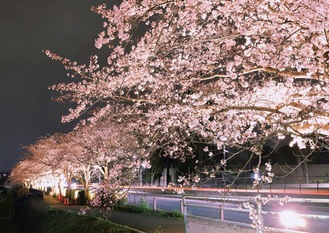 ライトアップされた水無川沿いの桜（３月30日撮影）