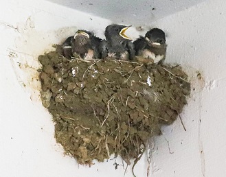 駐車場の天井角にある巣で親鳥を待つヒナたち