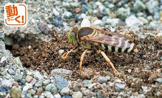 巣穴を掘るニッポンハナダカバチの雌（写真・動画提供／くずはの家）