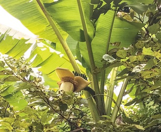 バナナのような実を付けた花が確認できる(10月15日撮影）