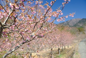 丹沢をバックに桜のピンクが映える（2月20日撮影）
