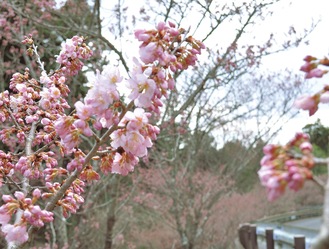 咲き始めた川沿いの桜（3月1日撮影）