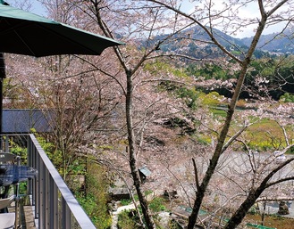 テラスから望む桜と春の里山の風景（3月26日撮影）