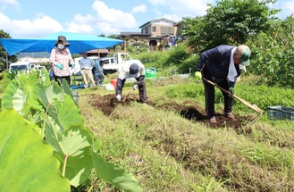 ジャガイモの収穫作業を行う参加者