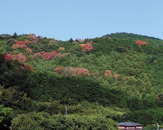 蓑毛の山の様子。紅葉のように見える部分がナラ枯れ