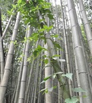 竹に巻き付き成長