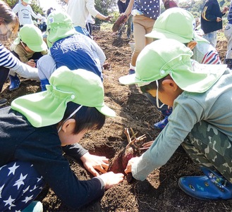 土からサツマイモを掘り出す園児たち