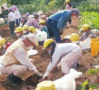 市老連の役員らと一緒にサツマイモを掘り出す園児