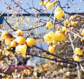 可憐に咲くロウバイの花（1月22日撮影）