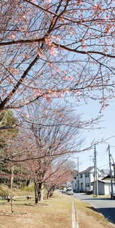 いよいよ咲き始めた河津桜（2月28日撮影）