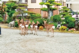 庭に現れた鹿の群れ。横一列に並び、白いお尻を向けていた（廣井さん提供）