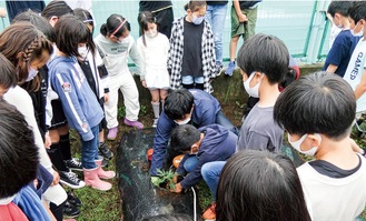 桐山さんの指導のもと代表の児童が青パパイヤの苗を植えた